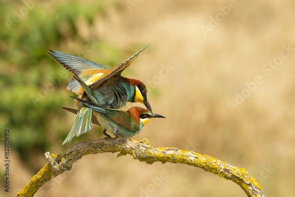 Obraz Bienenfresser (Merops apiaster)