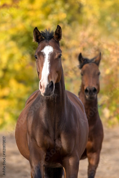 Obraz Horses portrait in motion