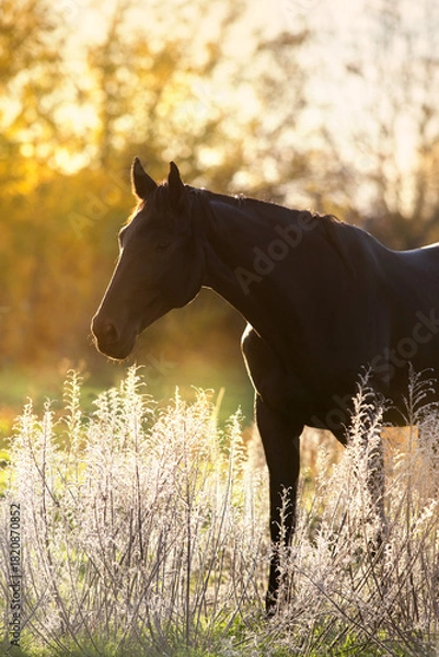 Obraz Horse portrait in sunlight