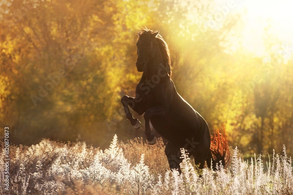 Obraz Stallion rearing up in sunlight