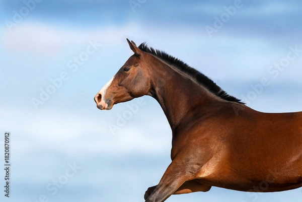 Obraz Bay stallion in motion