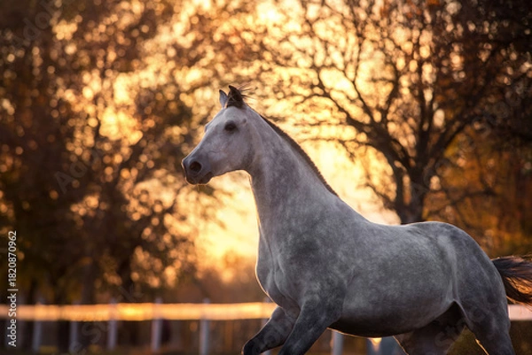Obraz Horse portrait in sunlight