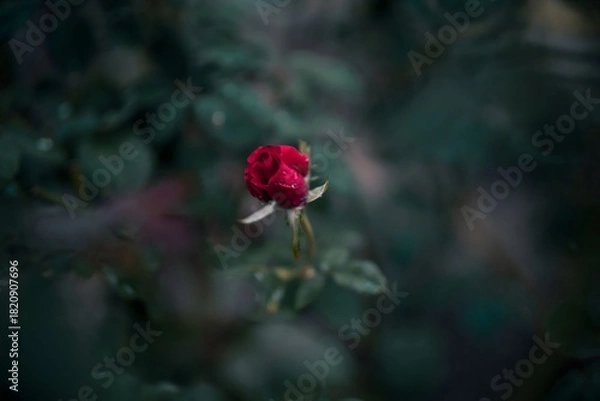 Obraz Red rose in the garden