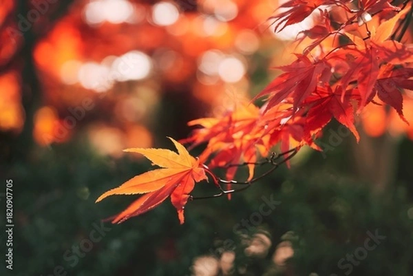 Obraz Autumn leaves background