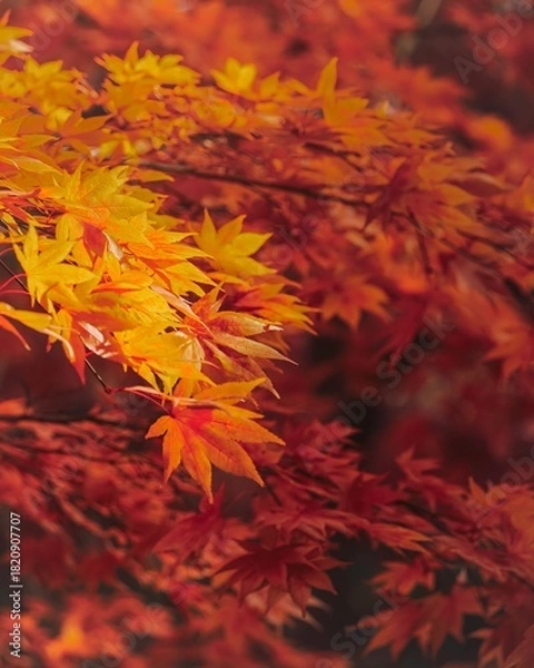 Obraz Autumn leaves background