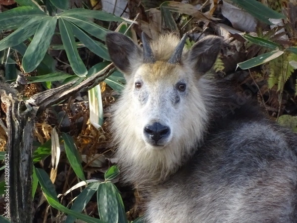 Obraz ニホンカモシカ