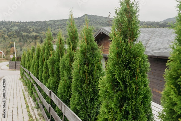 Fototapeta Row of evergreen trees along a wooden fence — landscaping and garden design concept