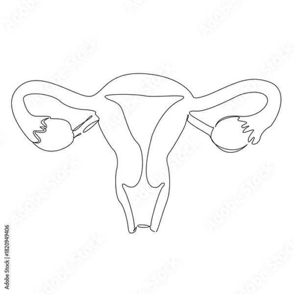 Fototapeta One continuous single drawing line art flat doodle uterus, woman, anatomy, organ, gynecology, reproductive, vagina. Isolated image hand draw contour on a white background, hand drawn, not AI