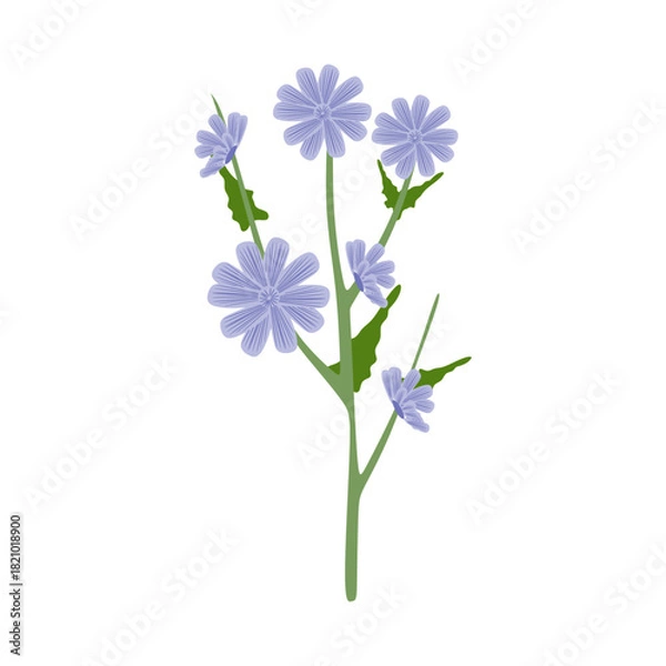 Obraz Flat Illustration of Chicory Flower and Root for Coffee