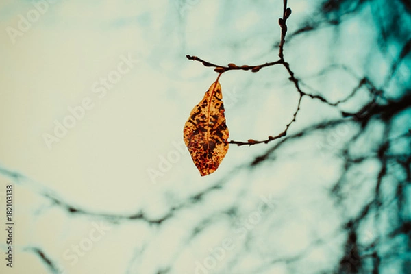 Fototapeta Single Leaf