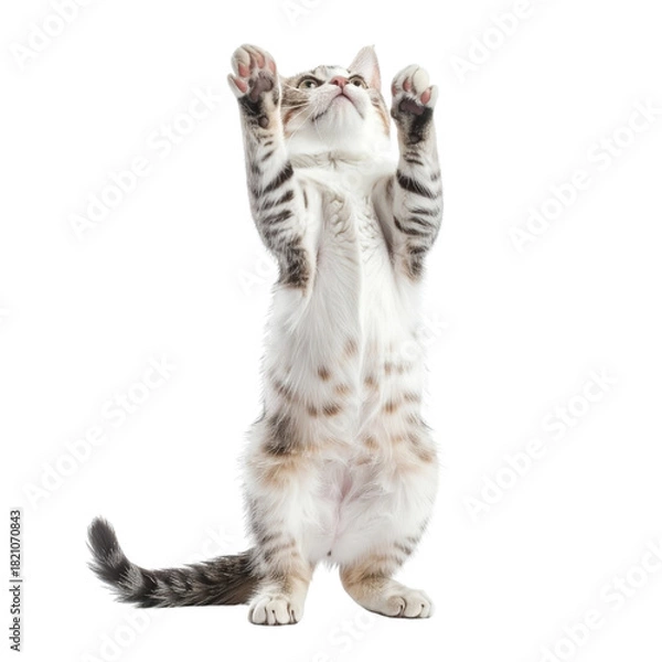 Fototapeta Adorable Kitten Reaching Up on Transparent Background