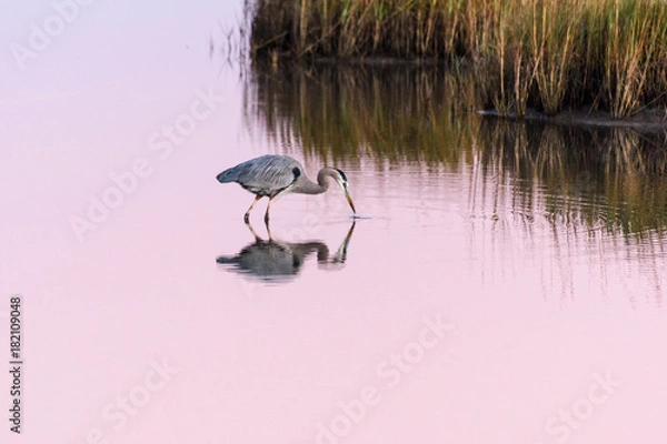 Fototapeta GalvestonBlueHeronReflection