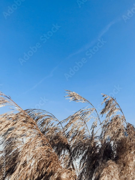 Fototapeta Golden Pampas Grass Against Clear Blue Sky. Tall, feathery pampas grass plumes swaying gently in the breeze under a vibrant, cloudless blue sky.