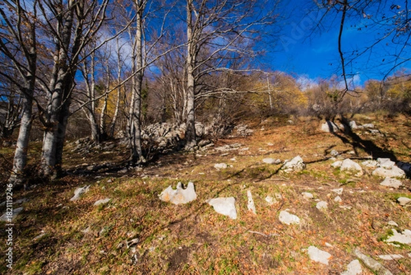 Fototapeta Natural forest landscape showing bare branches and fallen leaves on rocky ground under a clear blue sky in autumn
