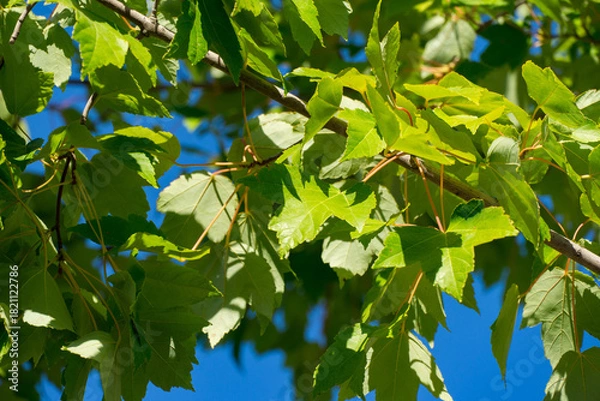 Obraz Beautiful close-up of lush foliage of maple tree Acer buergerianum (Trident Maple) against blue sky in public landscape city park Krasnodar or 'Galitsky park'. Fresh nature background concept