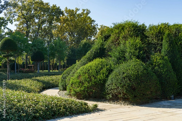 Obraz Row of artistically pruned topiary Yew Taxus baccata (English yew) in smooth, rounded shapes, lining paved walkway with gravel and greenery in landscape city park Krasnodar or 'Galitsky park'