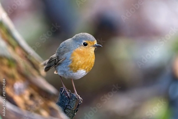 Obraz A cute european robin sits on small tree stump. Portrait of a redbreast in the nature habitat.  Erithacus rubecula