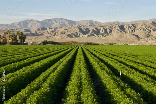 Fototapeta Carrot Farm in the Desert