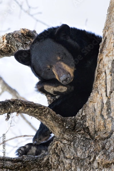 Fototapeta Black Bear