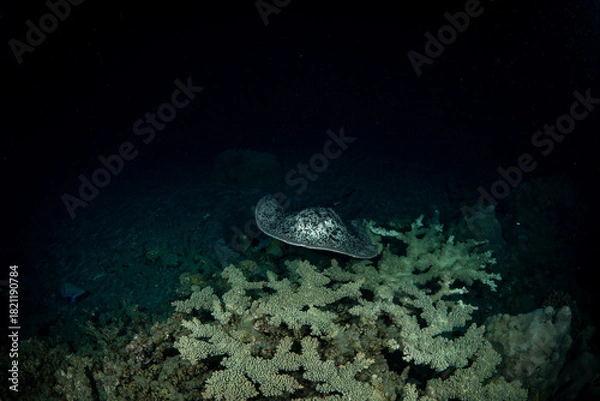 Obraz 夜の海を泳ぐ危険生物マダラエイ　小笠原