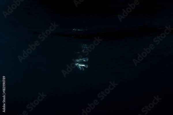 Obraz 孵化して海を泳ぐアオウミガメの赤ちゃん　小笠原