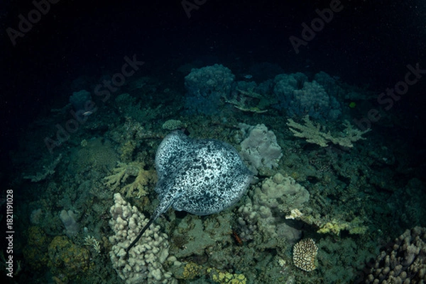 Obraz 夜の海を泳ぐ危険生物マダラエイ　小笠原