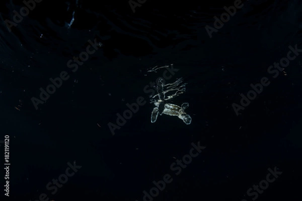 Obraz 孵化して海を泳ぐアオウミガメの赤ちゃん　小笠原