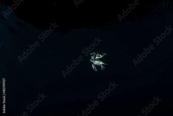 Obraz 孵化して海を泳ぐアオウミガメの赤ちゃん　小笠原