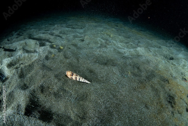 Obraz タケノコガイ