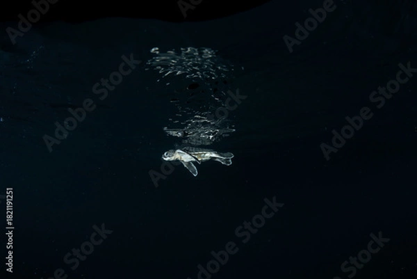 Obraz 孵化して海を泳ぐアオウミガメの赤ちゃん　小笠原