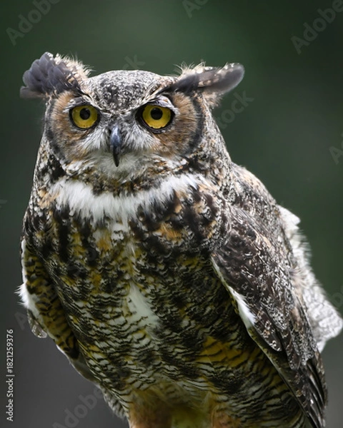 Obraz Great Horned Owl Gaze. 