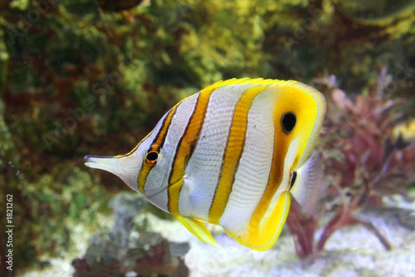 Fototapeta butterfly-fish