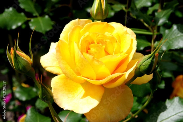 Fototapeta 黄色いバラ