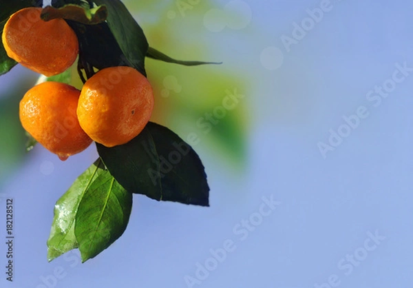Fototapeta Ripe oranges or tangerines hanging on a tree on blue sky background. Close-up