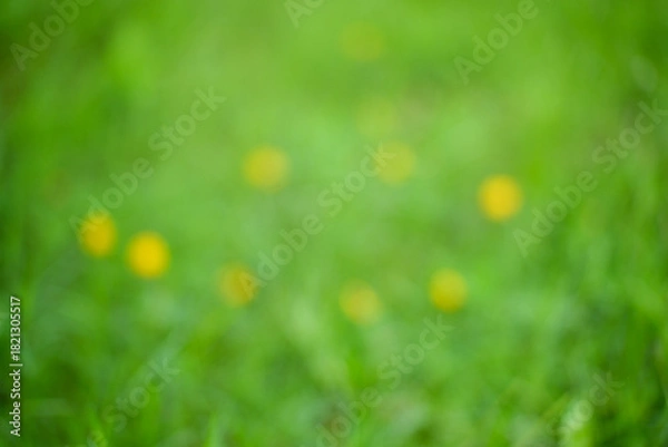 Fototapeta Abstract Background of Soft Green Meadow With Blurred Yellow Dandelions Beneath Gentle Sunlight in Quiet Spring Scene Today