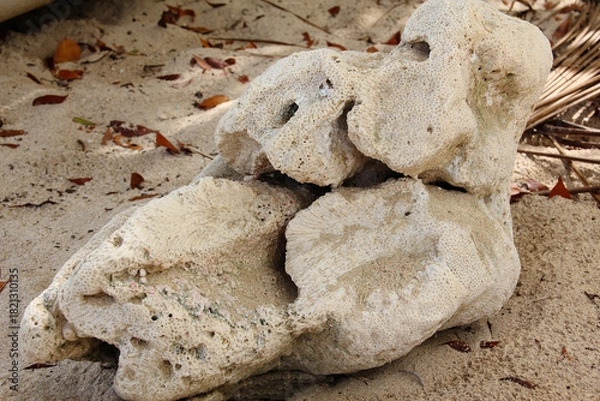 Obraz Coral on the beach