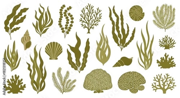 Fototapeta Diverse collection of marine plants and shells isolated on a white background