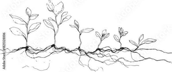 Fototapeta Plant roots sketch hand drawn botanical illustration with underground root system and growing seedlings. Vector illustration