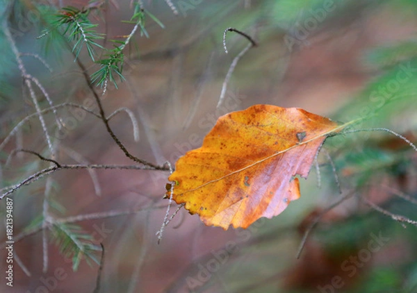 Obraz alone autumn beech leave on twig