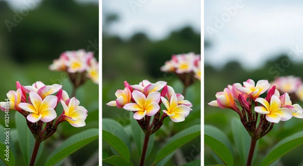 Obraz Triptych of Plumeria Flowers: Vibrant Yellow Centers and Pink-Tipped Petals in Soft Focus