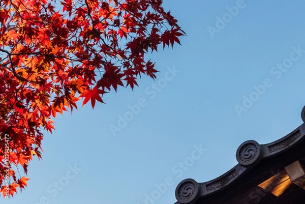 Obraz 秋の京都のモミジと夕刻の青空・日本