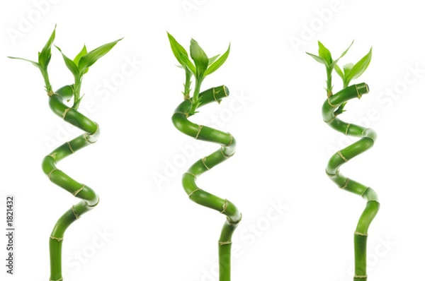 Fototapeta lucky bamboo trio