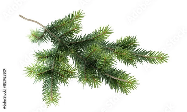 Obraz christmas tree branch