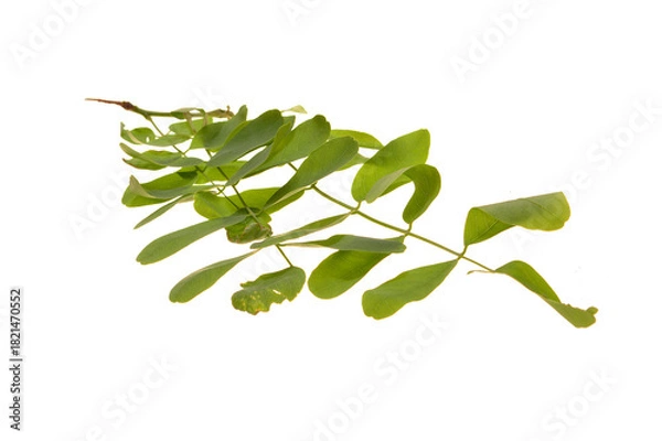 Obraz green leaf isolated on white background