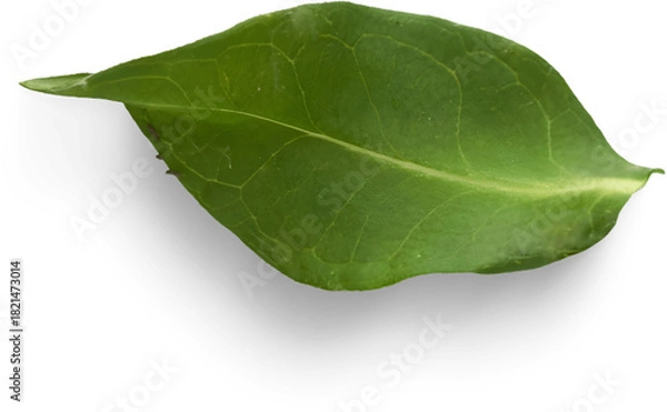 Fototapeta Single Green Leaf Macro Isolated on White Background with Soft Shadow: Nature, Health, and Botany