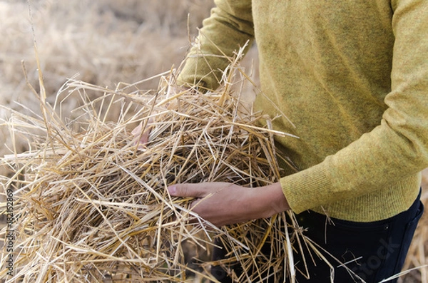 Obraz Wheat in the hands