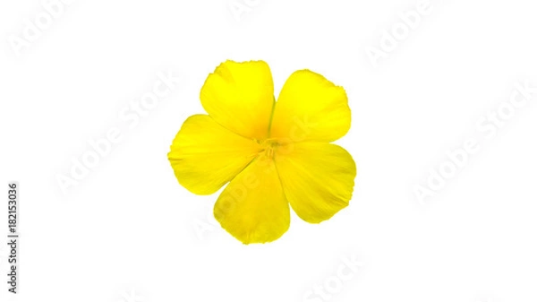 Obraz The brightly yellow flowers White background.Clipping paths