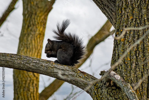 Obraz Black Squirrel sitting on a branch eating a nut