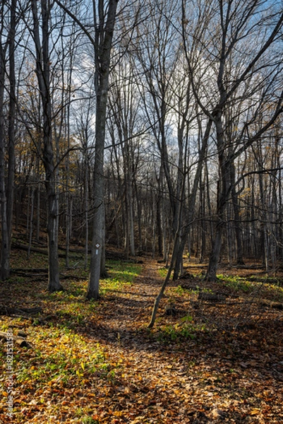 Obraz The Bruce Trail, a hiking trail in southern seen in late autumn, Hamilton, Ontario, Canada