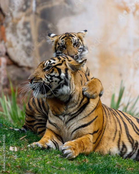 Obraz tiger in the zoo